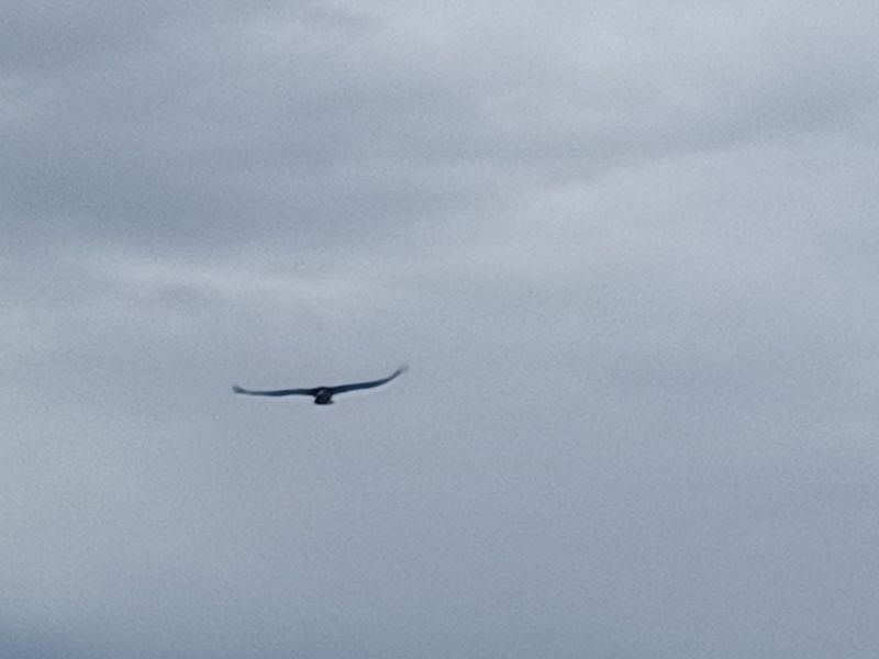 castillo-de-penaflor