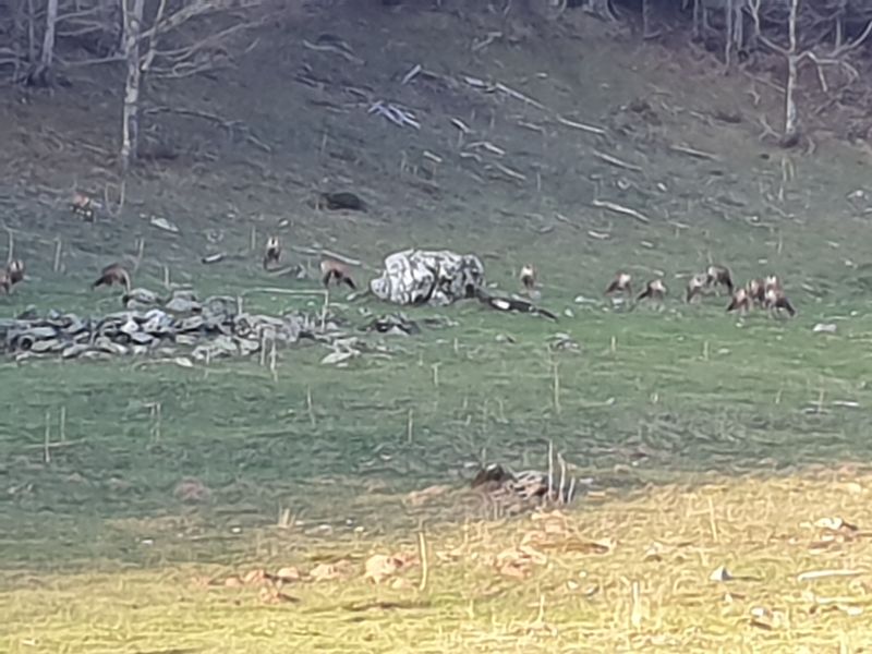 les-lacs-d-ayous-et-le-pic-du-midi-d-ossau
