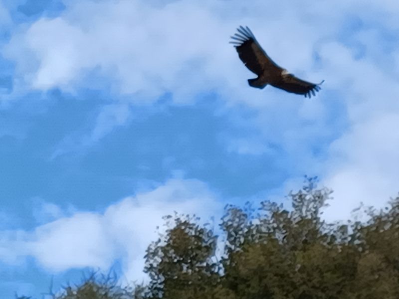 castillo-de-penaflor_3