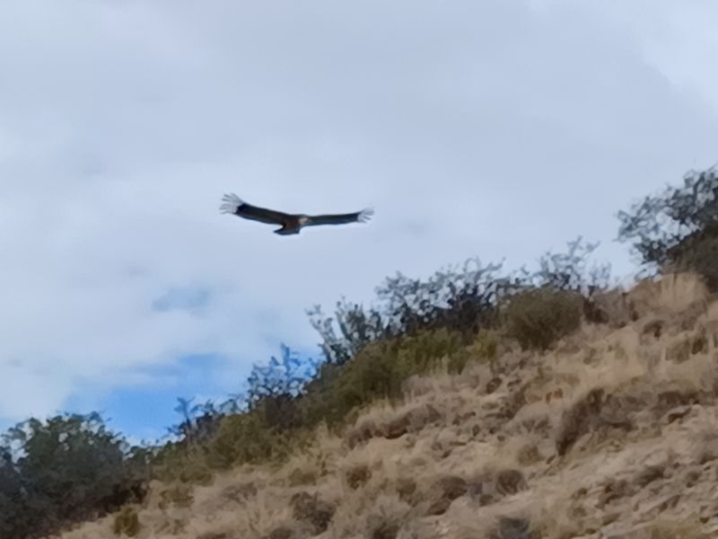castillo-de-penaflor_2