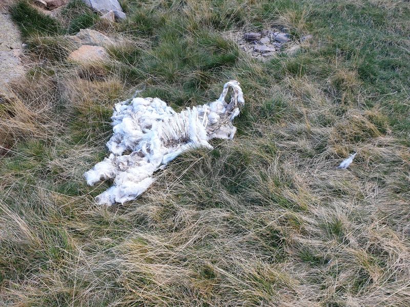 les-lacs-d-ayous-et-le-pic-du-midi-d-ossau_10